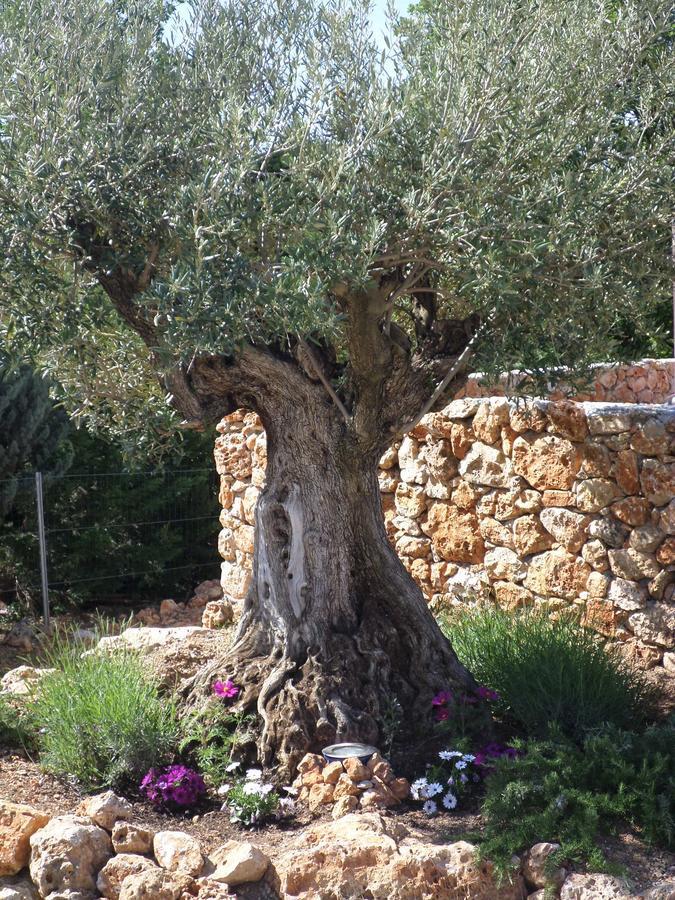 Le Clos Des Cambres Les Arcs-sur-Argens ภายนอก รูปภาพ